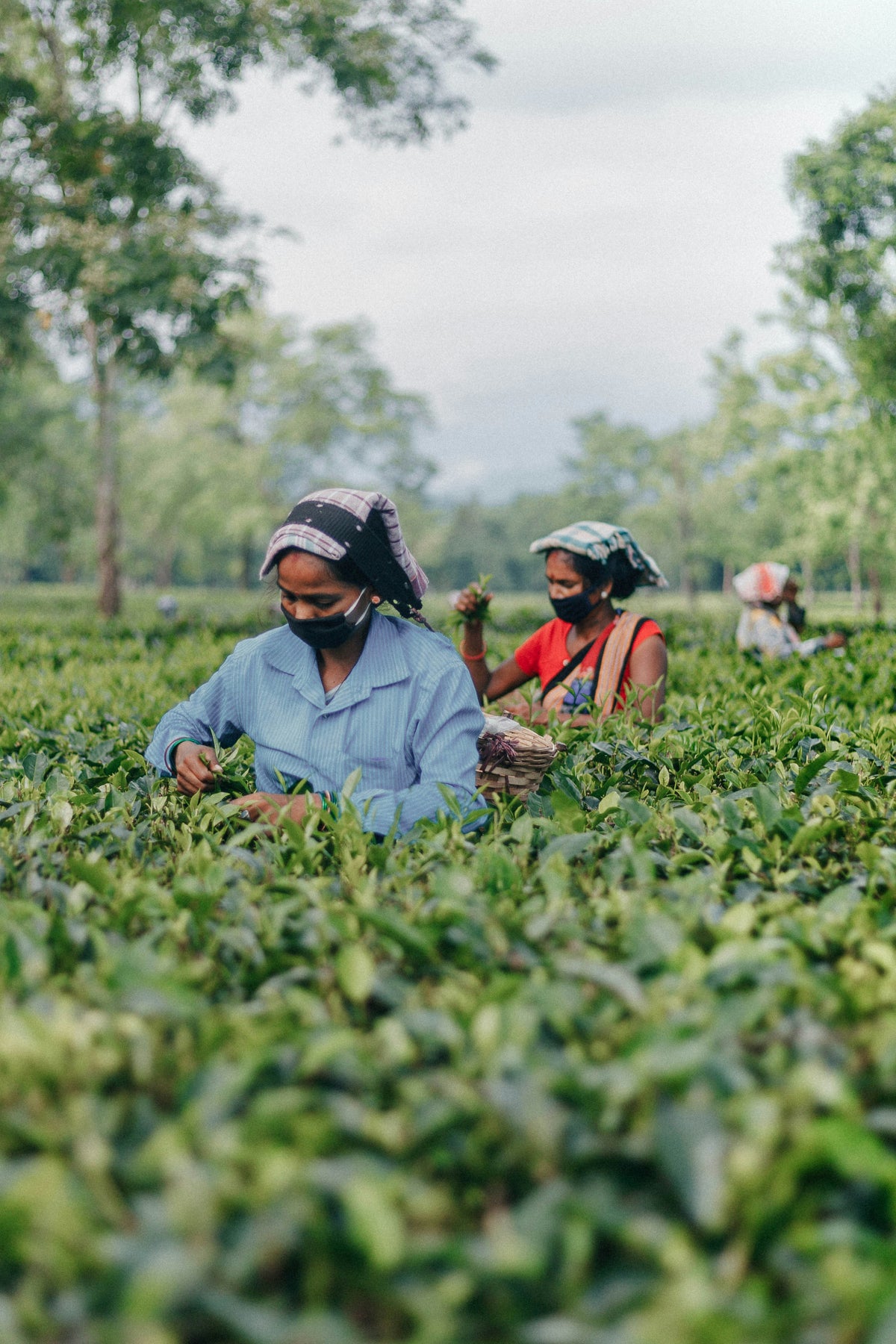 Chaiwala Company